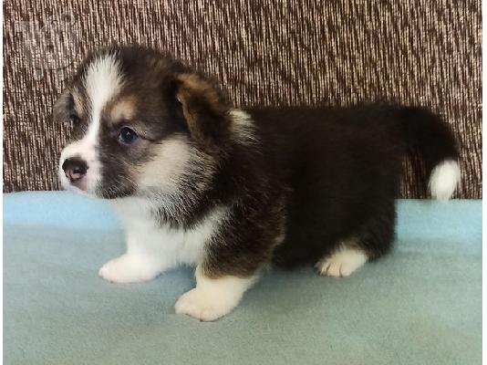 Corgi Welsh Pembroke